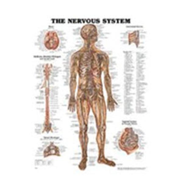 Chart Anatomical The Nervous System 19-3/4x26\